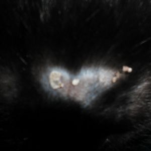 Help! Fur loss and scab on kitten's forehead.