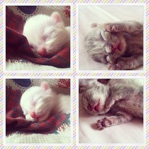 My 8 days old persian kittens.