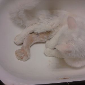 My kitten is sick, and the vet is stumped...