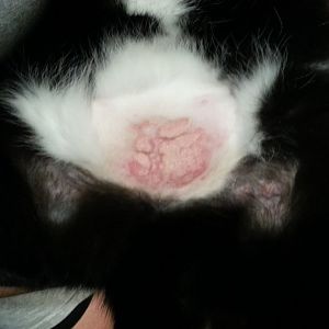 Pink Scaly Skin Rash on lower abdomen