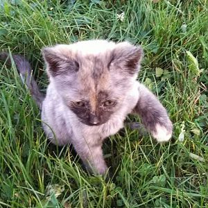 Abandoned Kitten Losing Fur