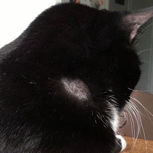 Patches of fur missing and scabs on neck
