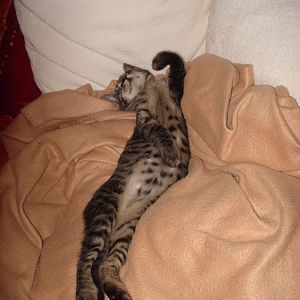 Could my cat be an Egyptian Mau?