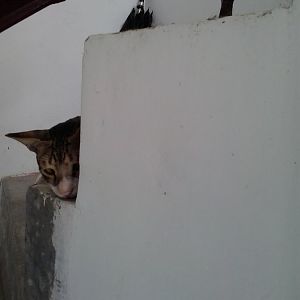 September Picture of the Month: Peeking Cats