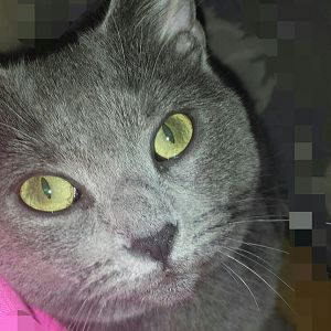 Does my cat look like a Russian Blue?