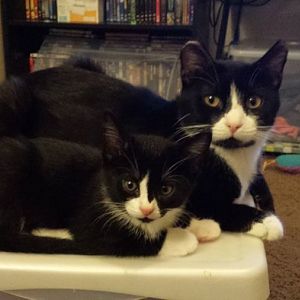 6 kittens up for adoption in Salt Lake City Utah