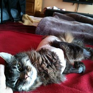 Cat biting herself (bleeding) on a nodular mass - refusing medication - photo