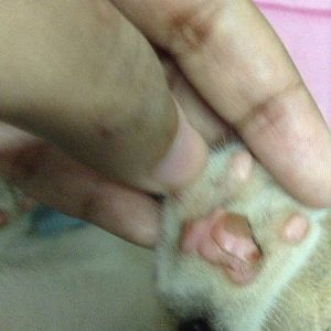 What happened to this kitten's paw? Pic included