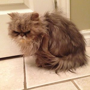 Severely emaciated persian found
