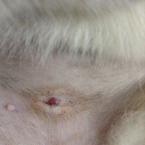 Spayed kitten something stuck out from spay incision! Help pic included