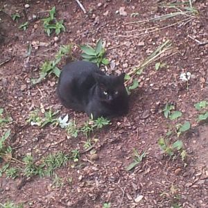 shadow theback black cat :3