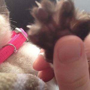 Both my cats have paws like this. Is this the regular amount of webbing?