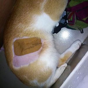 Can you spay a cat from side? pic included