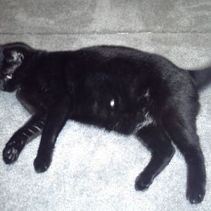 Is my cat pregnant?! please read!