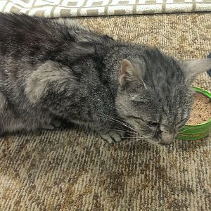 I need some help...first time cat adopter. Any help is appreciated!