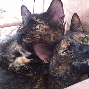 LETS SEE THEM CALICOS!! Share your pics of your calico\torti kitties