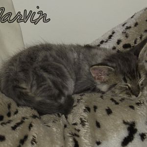 Marvin, the orphaned kitten