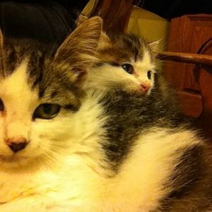 Kitten feeding-when to wean? Is there something wrong?