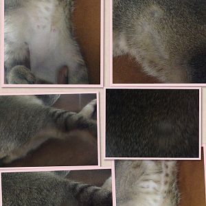 Cats fur falling off from differant places!!!! Help!