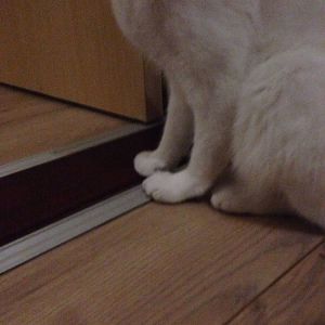 Is my cats foot injured?