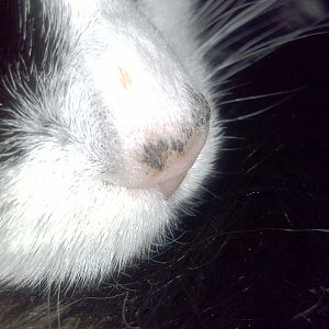 growth on cats nose