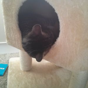 New Cat Owner, a question.