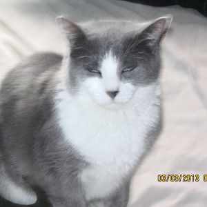 My beautiful DSH mix - look like any other breed to you?