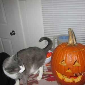 Susie Q plus Halloween Pics