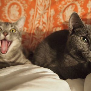 Cat Distemper (panluekopenia) Survivors: Help!!