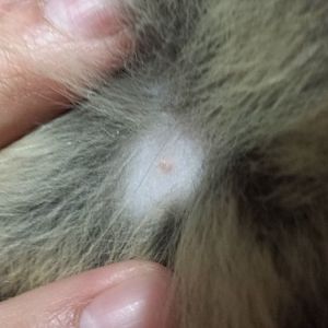 Please Help: Bald spot on cat with red dot in center
