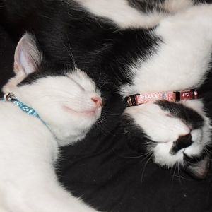 Herbert & his sister Sugarplum when they were kittens!