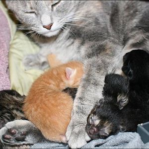 Update on kittens and mama: 48 hrs old