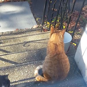 weird black bump on outdoor kitty