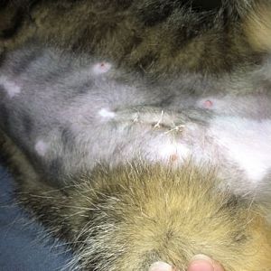 Spay "Bump" - Need Second Opinion. *pictures*