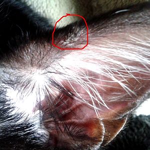 Help! Scabs on my kitty's ears?