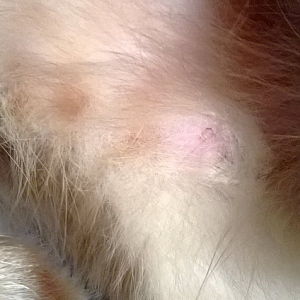 Tiny little bump/lump on kitten's belly