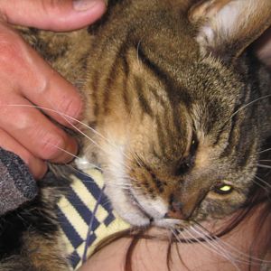 Distemper vaccine linked to kidney failure in cats?