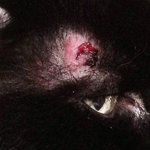 Help! Worried about bump on my cat's head!!