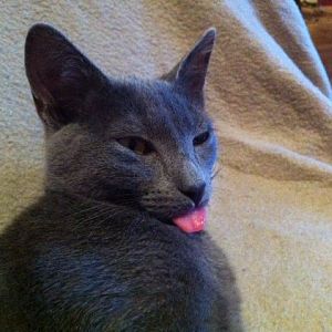 Awkward, derpy, and otherwise hilarious pictures of your kitties