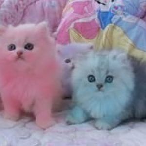 Dyed Cats