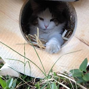 Warming a Feral cat house