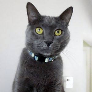 Russian Blue maybe?