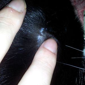 Small scabby sores on rear half of cat
