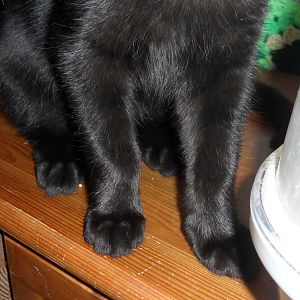 "Nodules" lumps on kittens legs