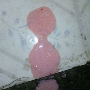 my cat puked up pink foamy liquid