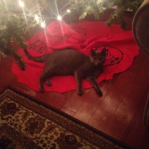 Picture of the Month Contest: Holiday Cats