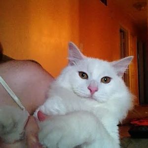Is my cat related to a Turkish Angora?
