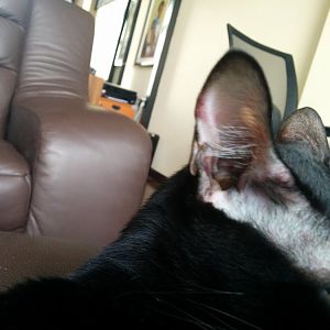 Help: weird bite-like skin problem on ear