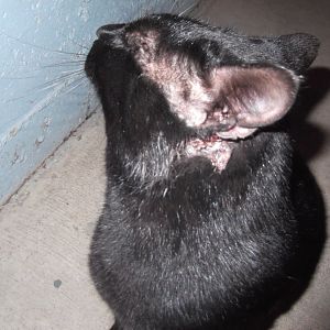 Stray cat with ear wound