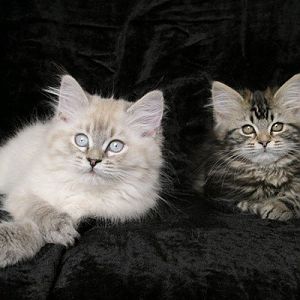 Photoshoot thread! Show me your kitties :)!!!